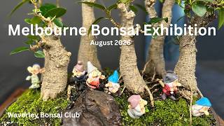 Bonsai Exhibition Melbourne - Waverley Bonsai Club Exhibition August 2026