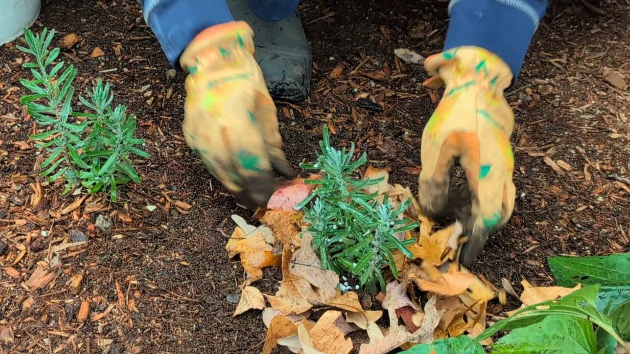 lavande hivernage - Vidéo tutoriel