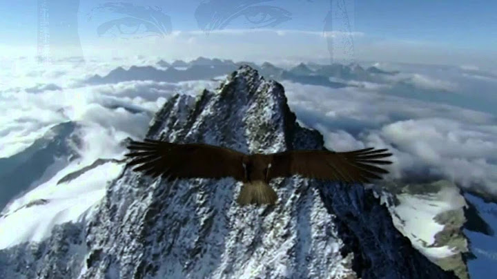 COMO LAS ÁGUILAS SUS ALAS LEVANTARÁN