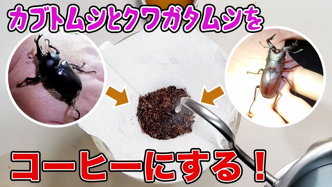 カブトムシとクワガタムシ、コーヒーにして美味いのはどっち？