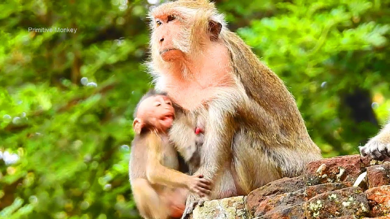 Very Pity Little Baby Monkey Timo, How Refugee Timo Life Around!