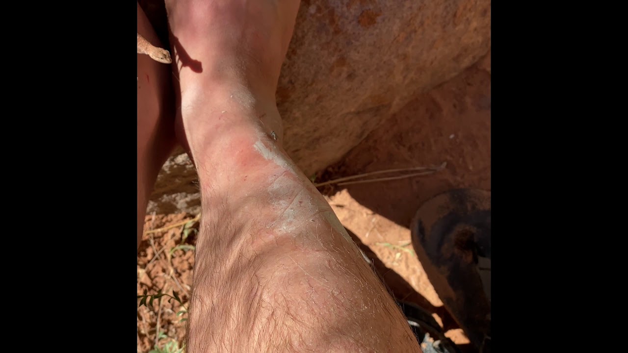 Lizard stalking a fly and wagging its tail like a dog