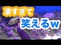 【海水魚】石灰層がじゃんじゃん増える!?パープルアップ