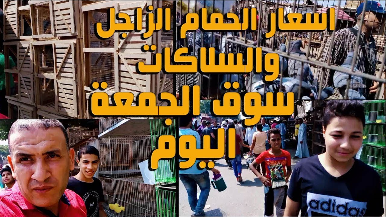 اسعار الحمام الزاجل والسلاكات من سوق السيدة عائشة سوق الجمعة