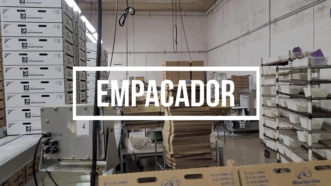 Mountain View Mushrooms | Trabajo | Empacador