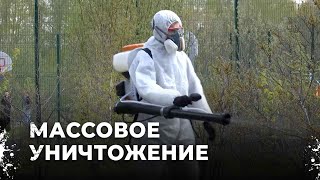 Смертельная охота: Дезинфекция лесов в борьбе с энцефалитными клещами