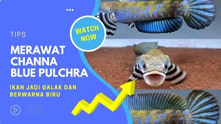 [Tips] Perawatan Channa Blue Pulchra - Membuat Channa Biru dan Galak