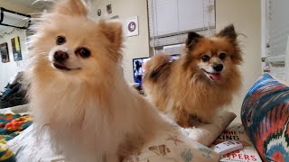 BarkBox December 2023