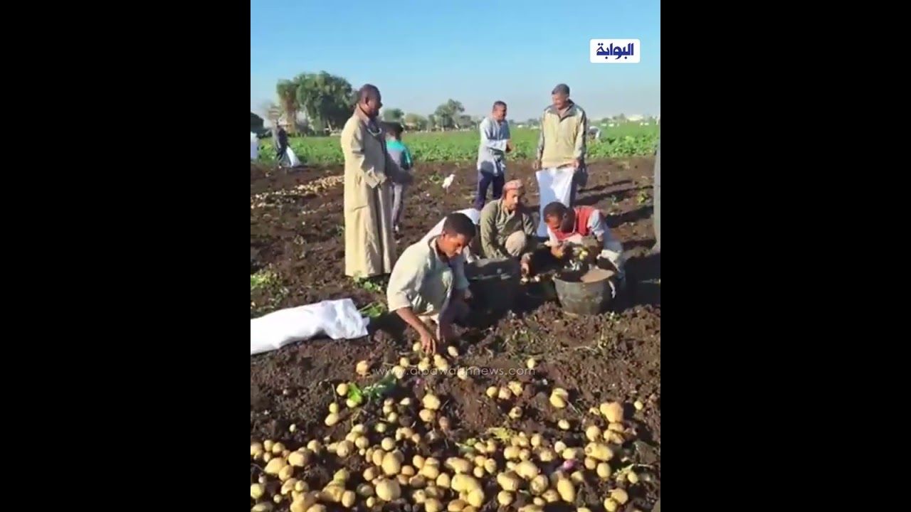 هنا عاصمة البطاطس.. حصد بشاير الخير في قرية البرجاية بمحافظة المنيا