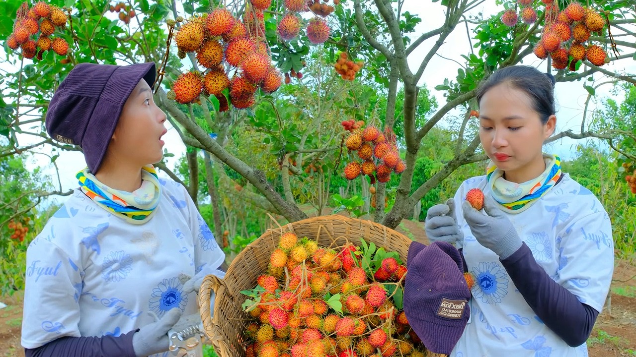 Harvesting Rambutans Goes to Market | Processing Fresh Rambutan Drinks & Peaceful Farm Life