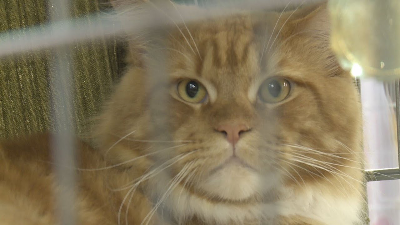 Wystawa kotów rasowych w Cieszynie - YouTube