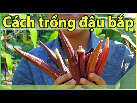 Video Trồng đậu bắp như thế nào tốt nhất? - youtube