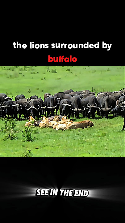 When Hunger Is Greater Than Fear 🦁 #trending #animals #wildlife #lion #shorts #viral