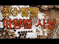 장수말벌에 쏘여 산주인 온몸에 두두러기 긴급후송