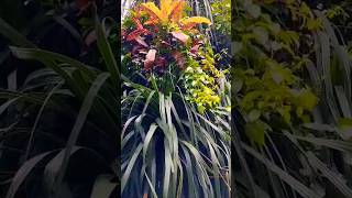 जय श्री राम? flowers tree plants outdoors nature youtube shorts video short shortsvideo