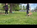 Doll & Drea leash test