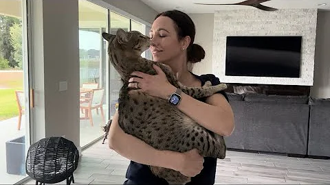 Watch the video about Holding Big F2 Savannah Cat Kumba Like A Baby And He’s Purring So Loud. Too Cute