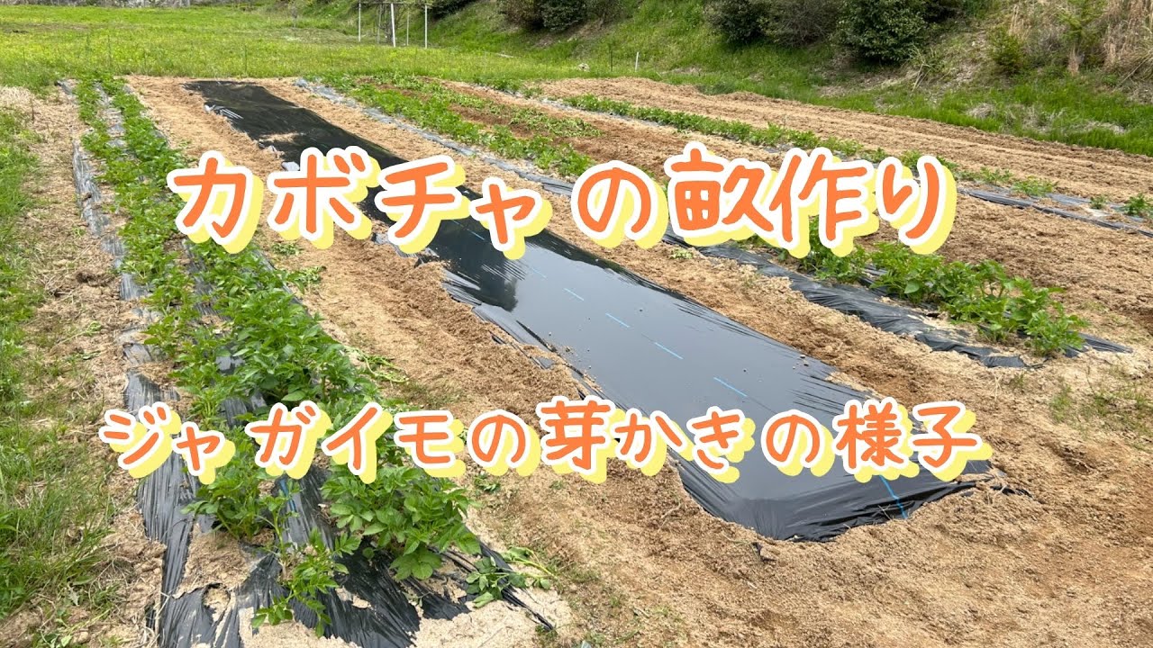 神河町で農作業！カボチャ、ジャガイモ編