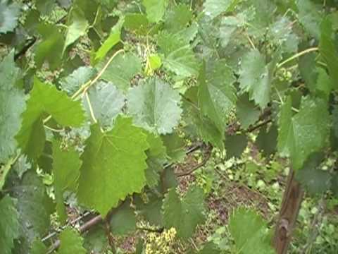 pruning muscadine vines during warm weather mod youtube pruning muscadine vines during warm weather mod youtube