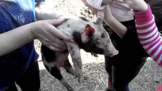 Прикол со свинкой Pig.Гладим по голове виляет хвостом.ХОХМА. Прикол со свинкой Pig.Гладим по голове виляет хвостом.ХОХМА.