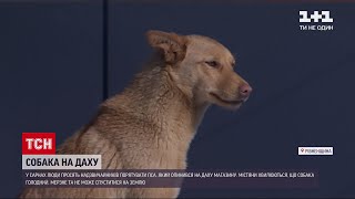 Новини України: у Рівненській області пес вкотре опиняється на даху крамниці