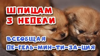 🐾 Как и чем ГЛИСТОГОНИТЬ щенков. Дегельминтизация. Шпицам 3 недели 🐾 Как и чем ГЛИСТОГОНИТЬ щенков. Дегельминтизация. Шпицам 3 недели