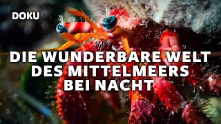 Die wunderbare Welt des Mittelmeers bei Nacht (Dokumentation auf Deutsch in voller Länge | Nacht)