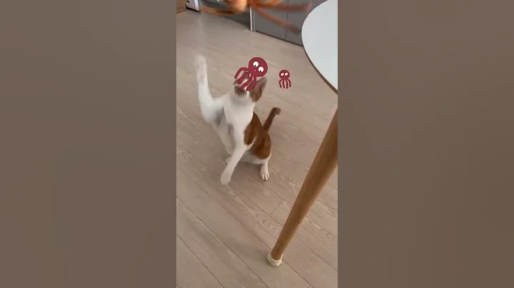 Video 11749971: funniest cats dogs funny, cute cats dogs funniest