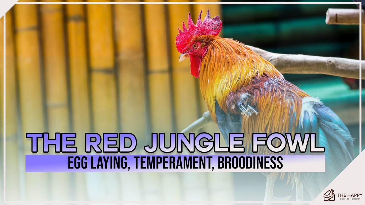 The Red Jungle Fowl Breed Profile Egg Laying, Temperament, Broodiness