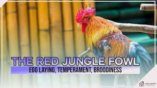 The Red Jungle Fowl Breed Profile: Egg Laying, Temperament, Broodiness