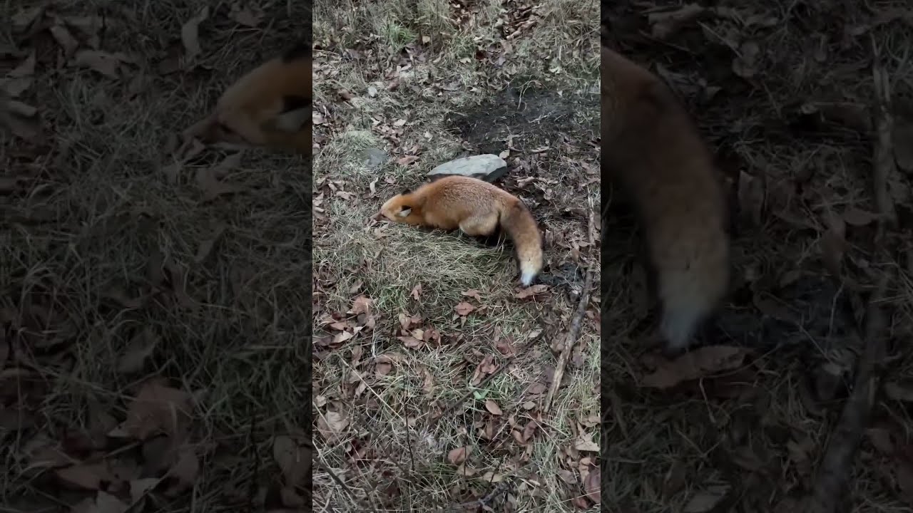Pretty Little Red Fox Trapping Redfox Outdoors Pennsylvania