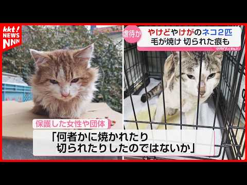 毛が焼け、切られた痕も… 山都町でネコ2匹保護も1匹は死ぬ