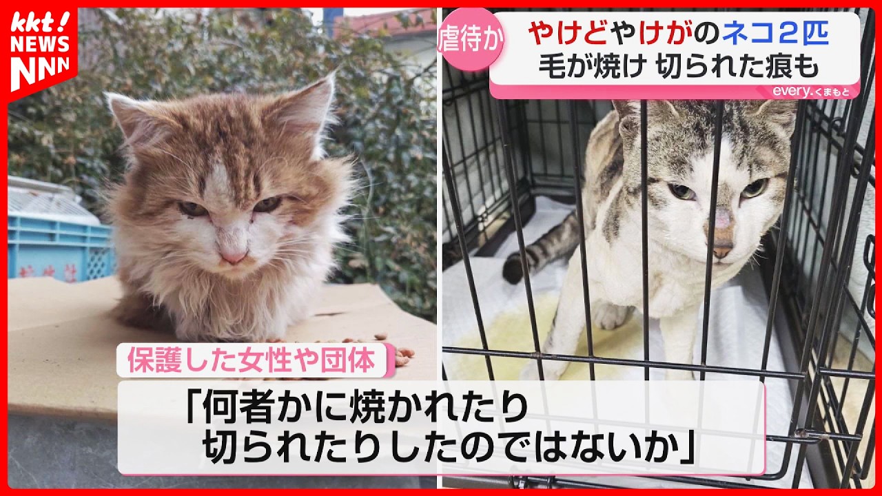 Two cats rescued in Yamato town, one dies after fur is burned and
