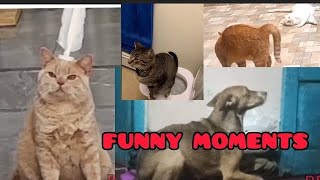 Animals funny clips 😂 part 8 FUNNIEST ANIMAL VIDEO 😂😂 #viral #funny #comedy by BROWNY CHINTU 🐾 _ 2022 1 view 5 months ago 3 minutes, 11 seconds