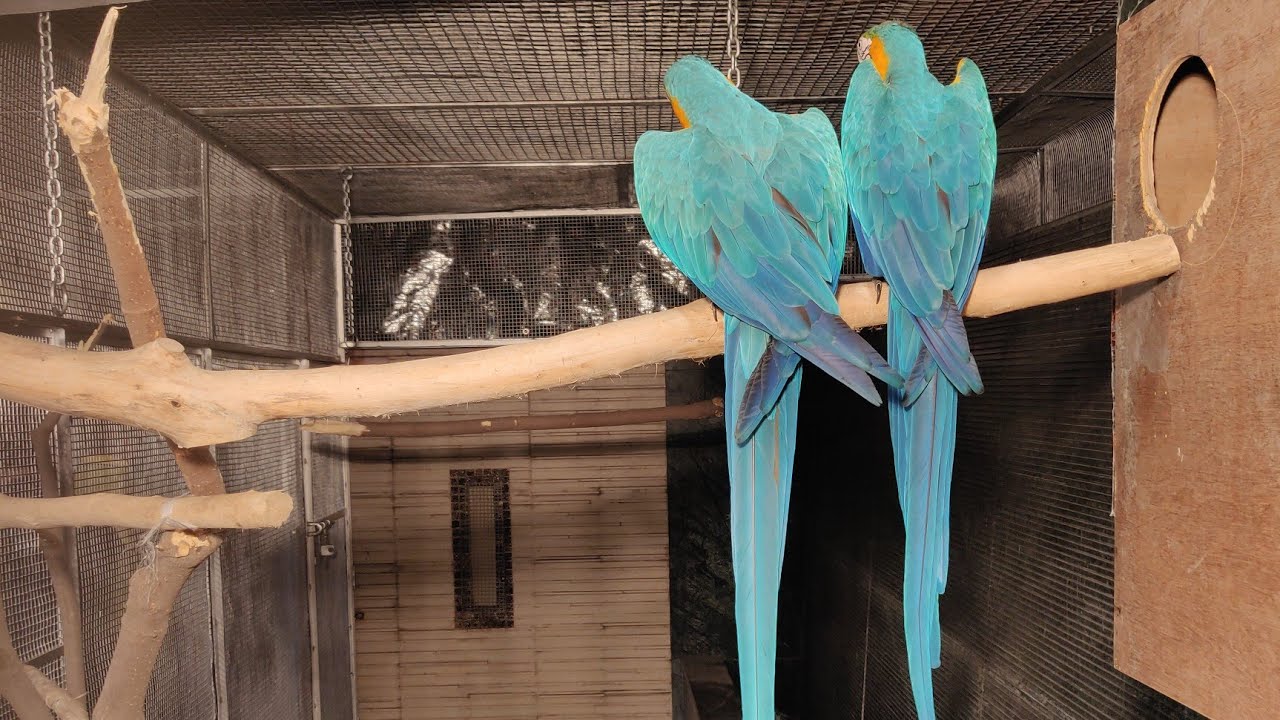 My Macaw Breeding 😍 | Tips for Breeding 