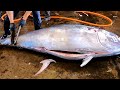Totaling Over 1000kg Bluefin Tuna Fluency And Superb Cutting Totaling Over 1000kg Bluefin Tuna Fluency And Superb Cutting