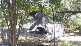 A horde of doves had basically taken over our bird feeder and would not allow any other birds around it. Fixed the problem using ...