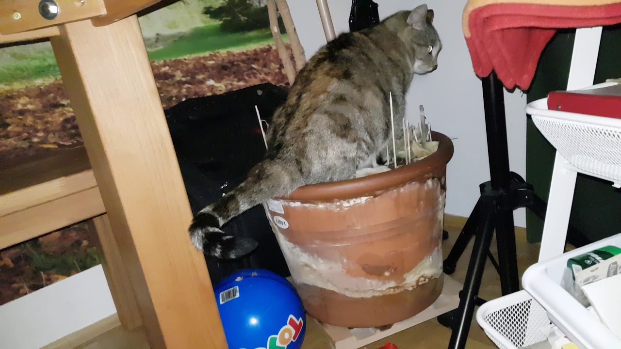 Katze Pinkelt In Blumentopf