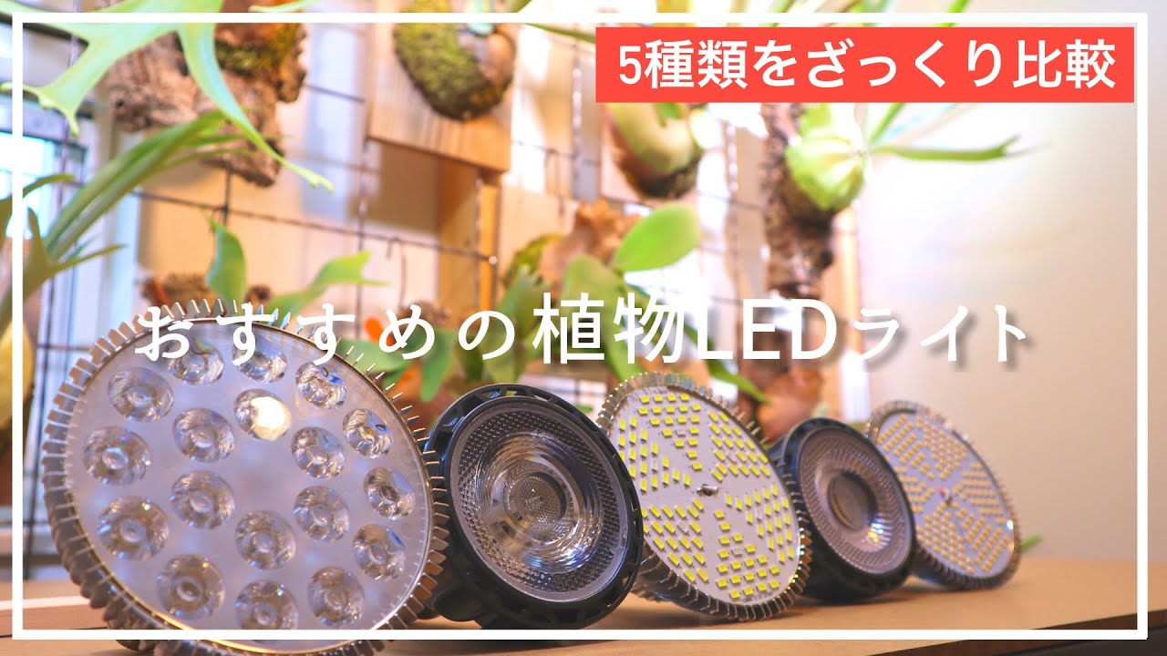 この冬必見‼︎】我が家で使っているおすすめの植物LEDライトを紹介し