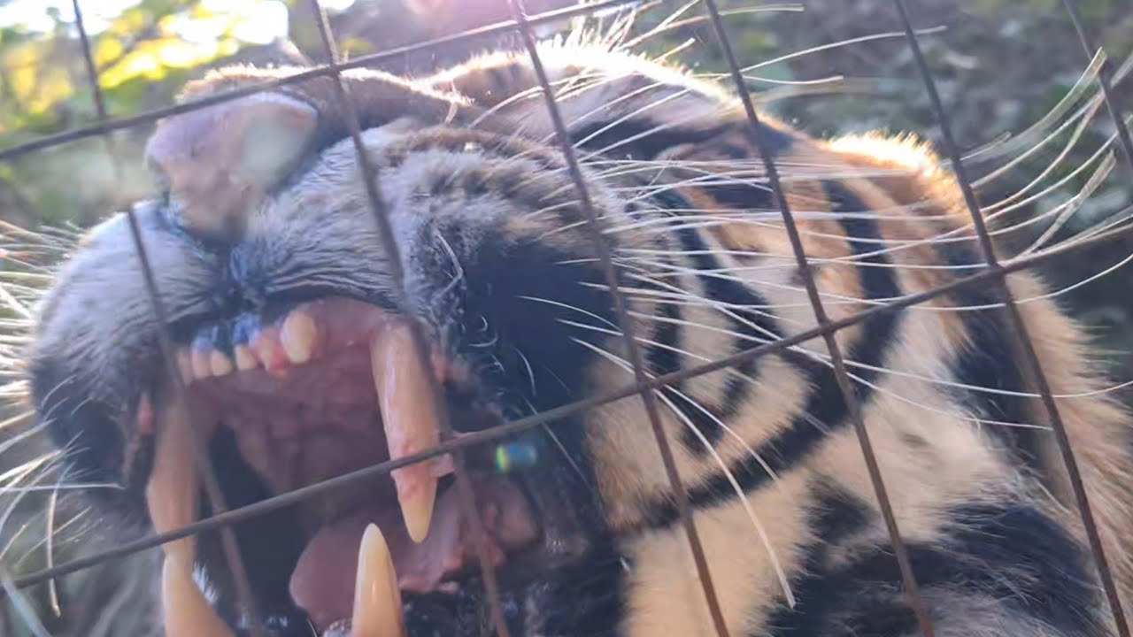 Greatest Tiger roar of all time!