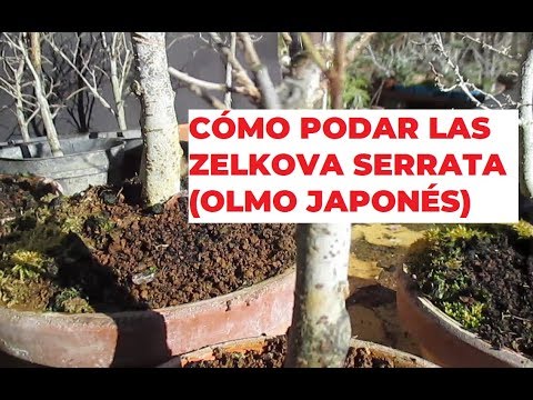 CÓMO PODAR LAS ZELKOVA SERRATA ֍ OLMO JAPONÉS