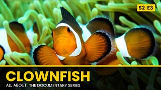 Detailed CLOWNFISH: The Real Story Behind Finding Nemo | All About Documentary Series Information