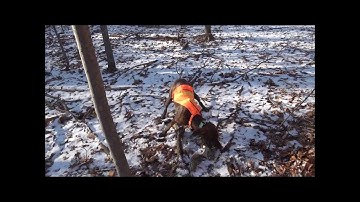 Keystone Outdoors - 2013 Mountain Cur Squirrel Hunt