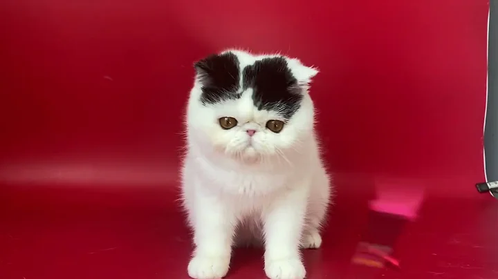 Video 5526121: exotic shorthair male kitten, white exotic shorthair kitten, exotic shorthair cattery, exotic shorthair black white
