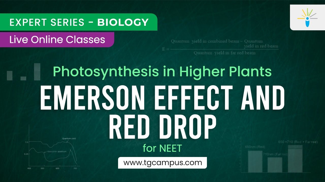 Emerson effect and red drop Photosynthesis in Higher Plants NEET