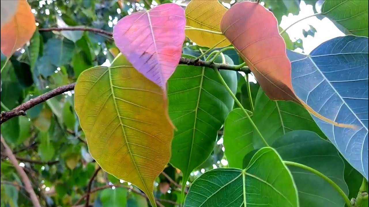 𝐓𝐡𝐞 𝐥𝐞𝐚𝐯𝐞𝐬 𝐨𝐟 𝐚 𝐛𝐞𝐚𝐮𝐭𝐢𝐟𝐮𝐥 𝐛𝐨 𝐭𝐫𝐞𝐞 𝐛𝐥𝐨𝐰𝐢𝐧𝐠 𝐢𝐧 𝐭𝐡𝐞 𝐰𝐢𝐧𝐝 - YouTube