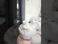 Video Image