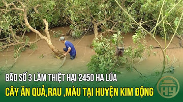 Bão số 3 làm thiệt hại 2450 ha lúa, cây ăn quả, rau ,màu tại huyện Kim Động