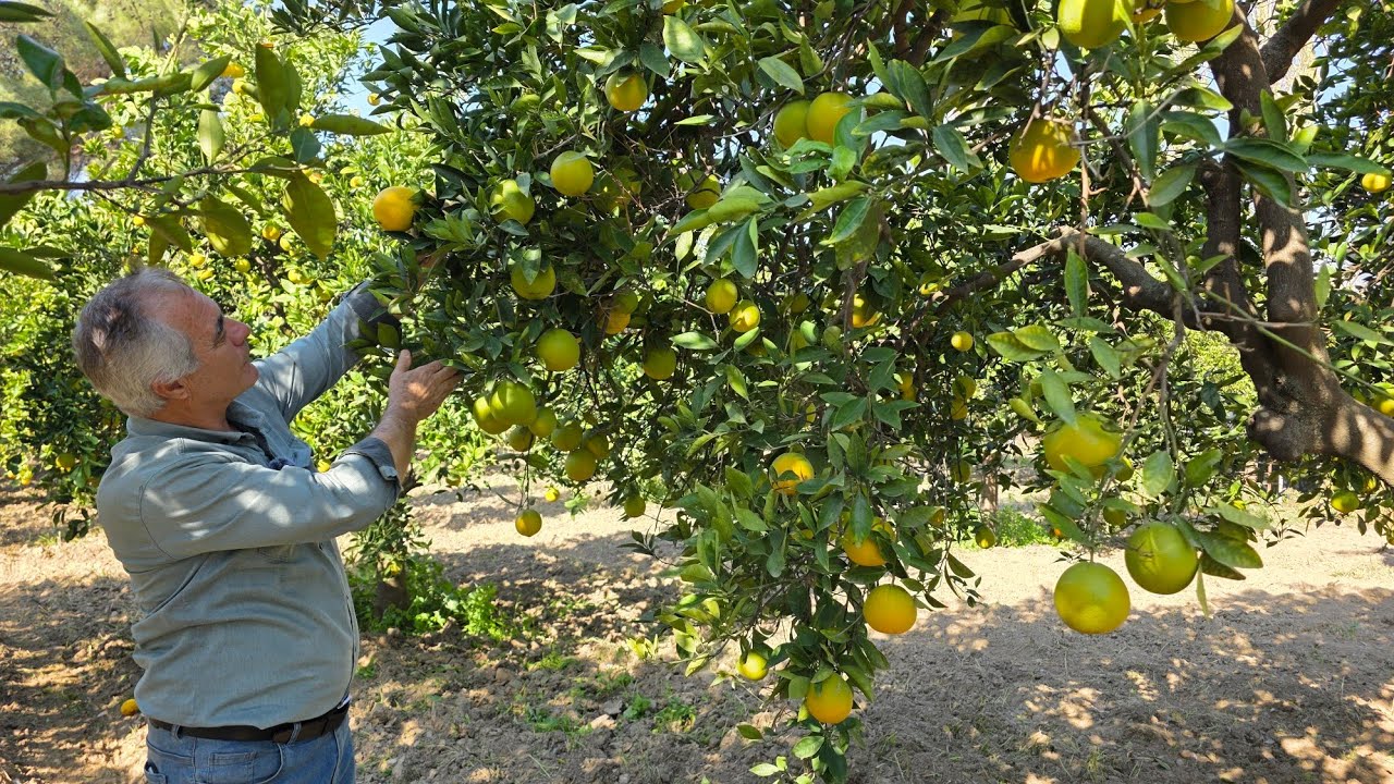 AYDIN'DA SATILIK 2 DÖNÜM PORTAKAL BAHÇESİ İÇERİSİNDE 80 ADET PORTAKAL AĞACI VAR 1 400 000TL 
