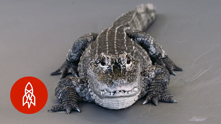 A Pint-Sized Alligator Disappearing From The Wild - DayDayNews